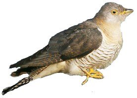 image: cuckoo