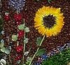 image:Well Dressing