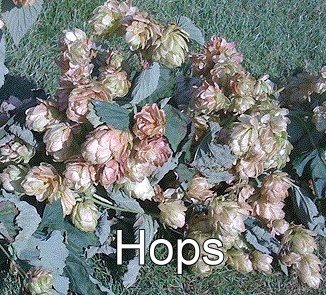 image: hops