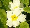 image: primrose