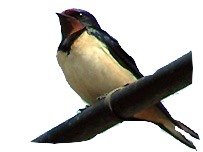 image: Swallow