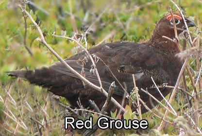 image: Red Grouse
