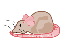 rat