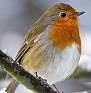 image: robin