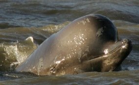 image: whale photo