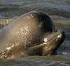 image: whale