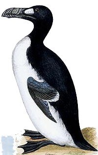 image: The Great Auk