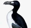 image: Auk