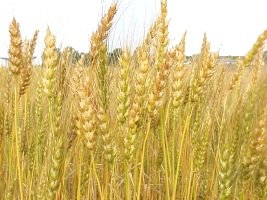 image: wheat