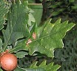 image: oak apple