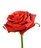 red rose
