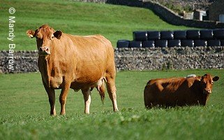 Cows
