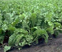 Sugar beet crop