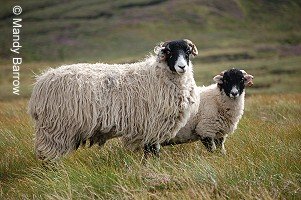 Sheep on the Yorkshire moors