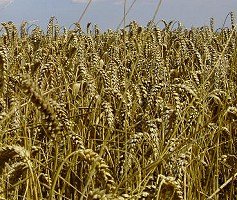 wheat crop