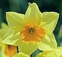 image: daffodil