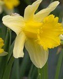 daffodil