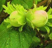 hazelnuts on tree
