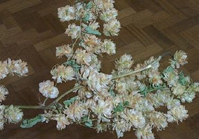 Hops - a traditional kentish plant