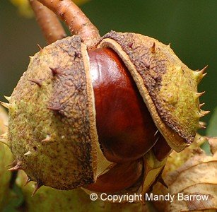 conker in shell