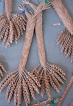corndolly