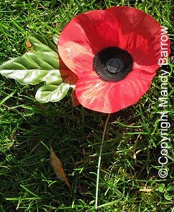 poppy