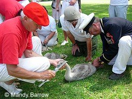 swan upping