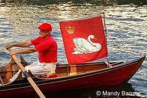 swanupping
