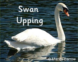 Swan Upping