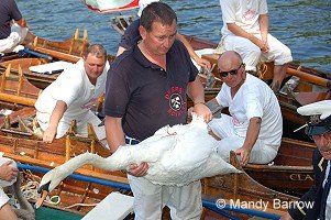 A Vintners' Swan Upper 
