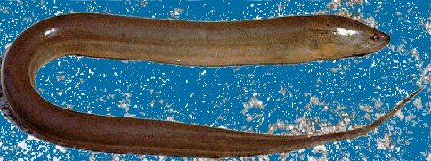 eel
