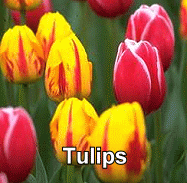 tulips