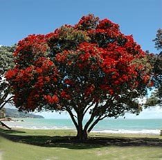 New Zealand Christmas tree