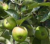 apples