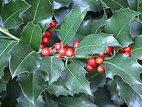holly