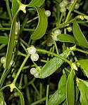 mistletoe