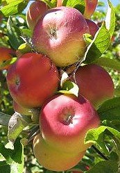apples