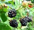 blackberries