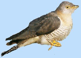 cuckoo