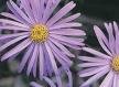 Michaelmas Daisy