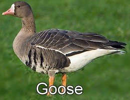 goose