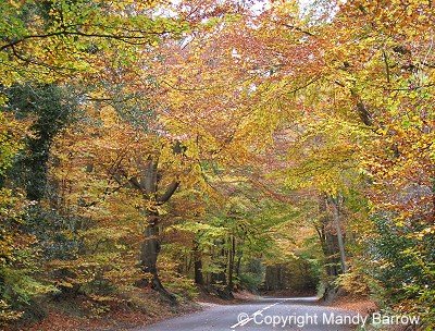 Leaves change colour in October/ November