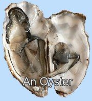 oyster