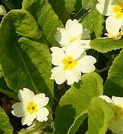 primroses
