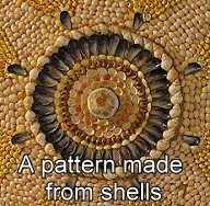 shells