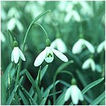 snowdrops
