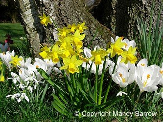 Spring
