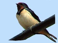 swallow